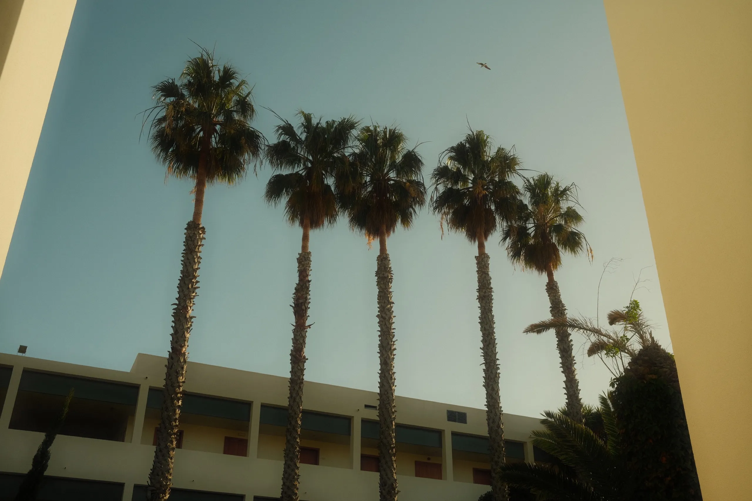 Palm trees against the Ponta do Sol sky