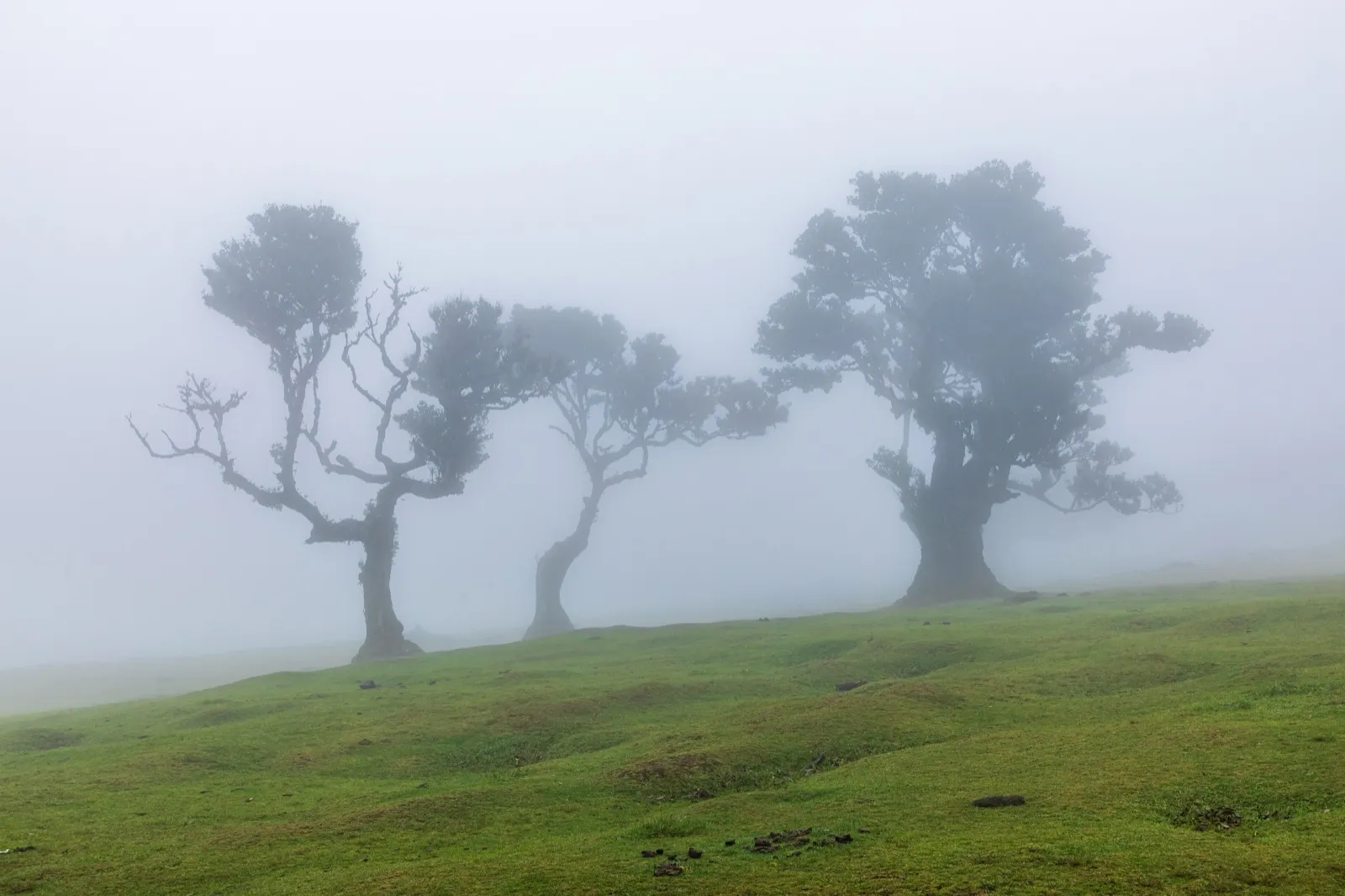 Fanal forest